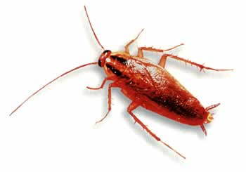 roach exterminator wenatchee 