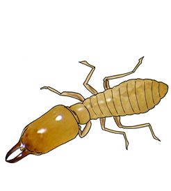 termite